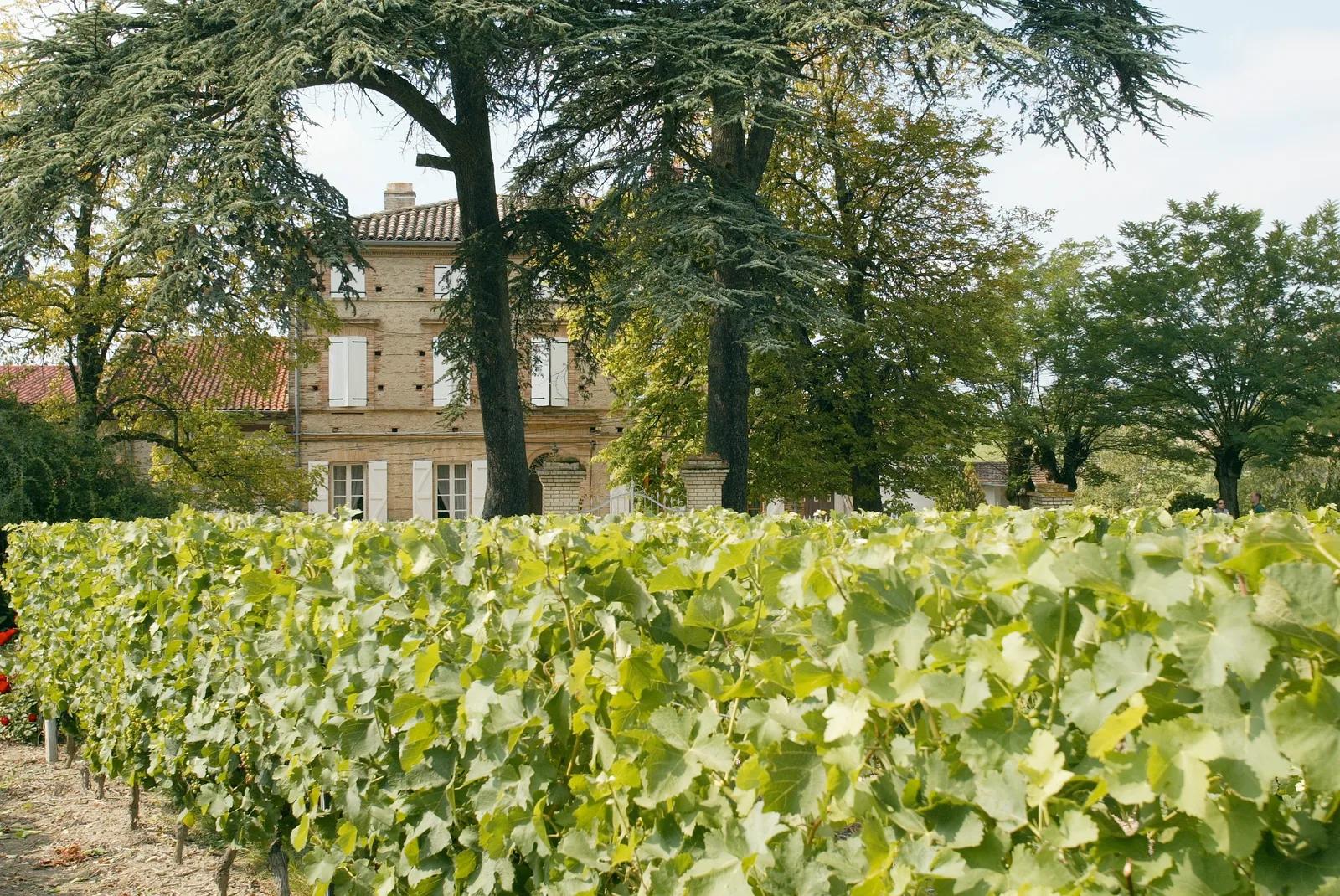 Château Clément Termes et ses vignes à Lisle-sur-Tarn