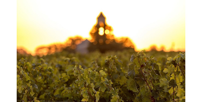 Vin et canicule